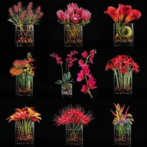 Plant collection 3 tropical arrangement in glass vase 