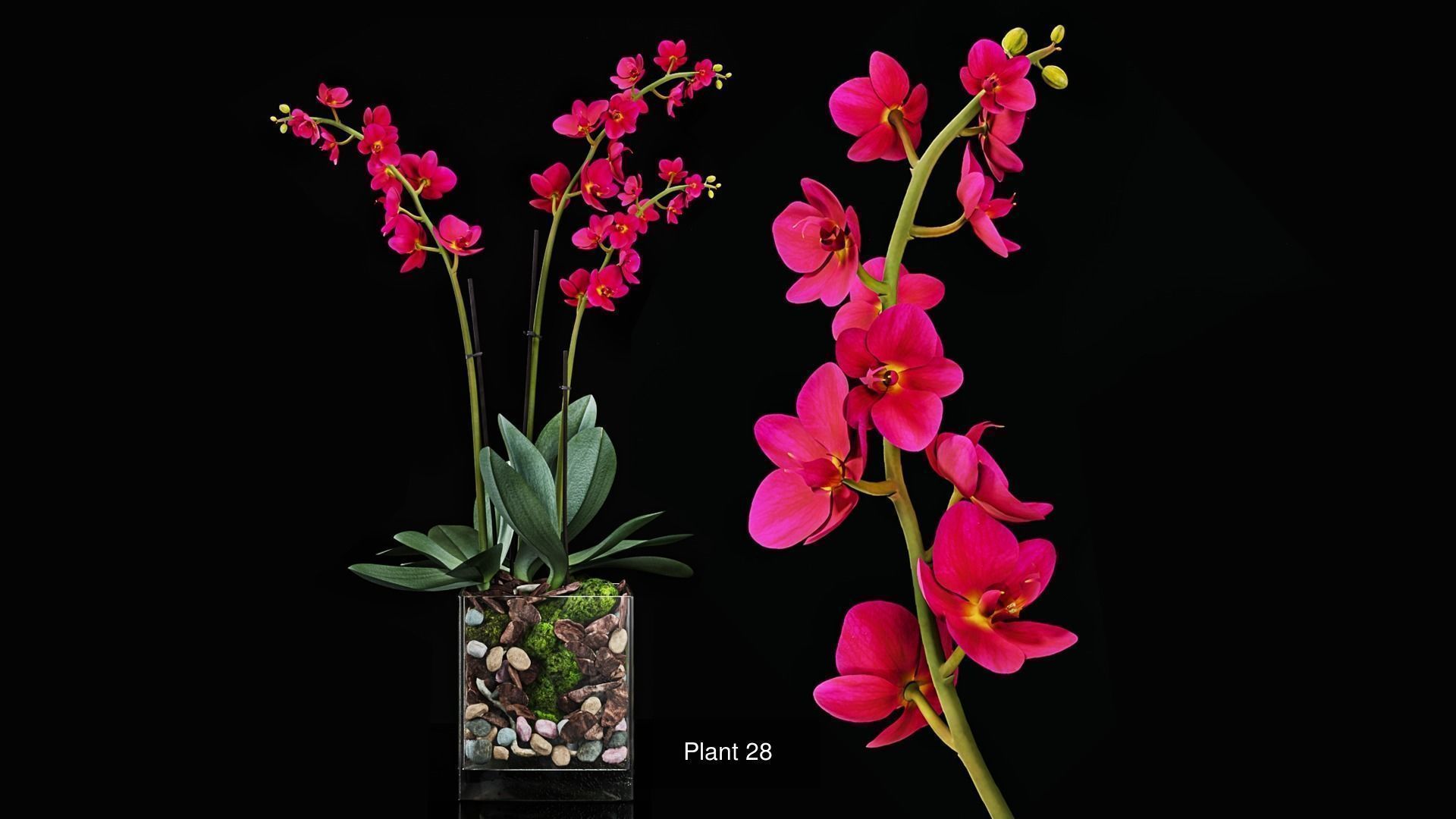 Plant collection 3 tropical arrangement in glass vase _10