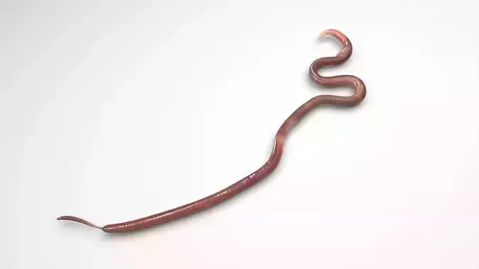 Roundworm 3D model