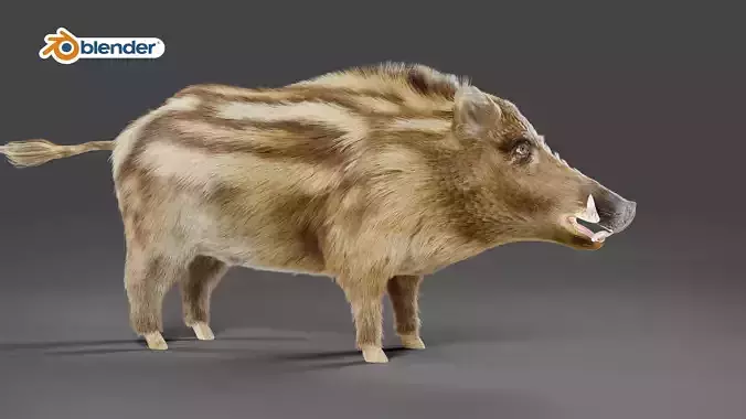 Fur Wild Boar NO Rigged in Blender 