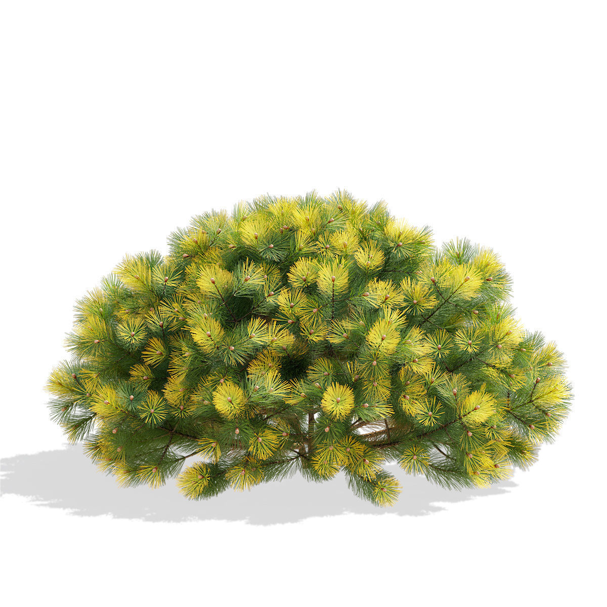 Pinus mugo bush 3D model_5