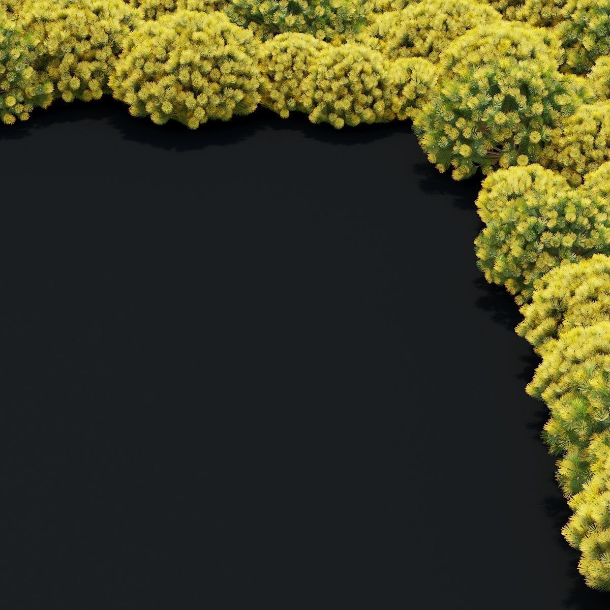 Pinus mugo bush 3D model_3