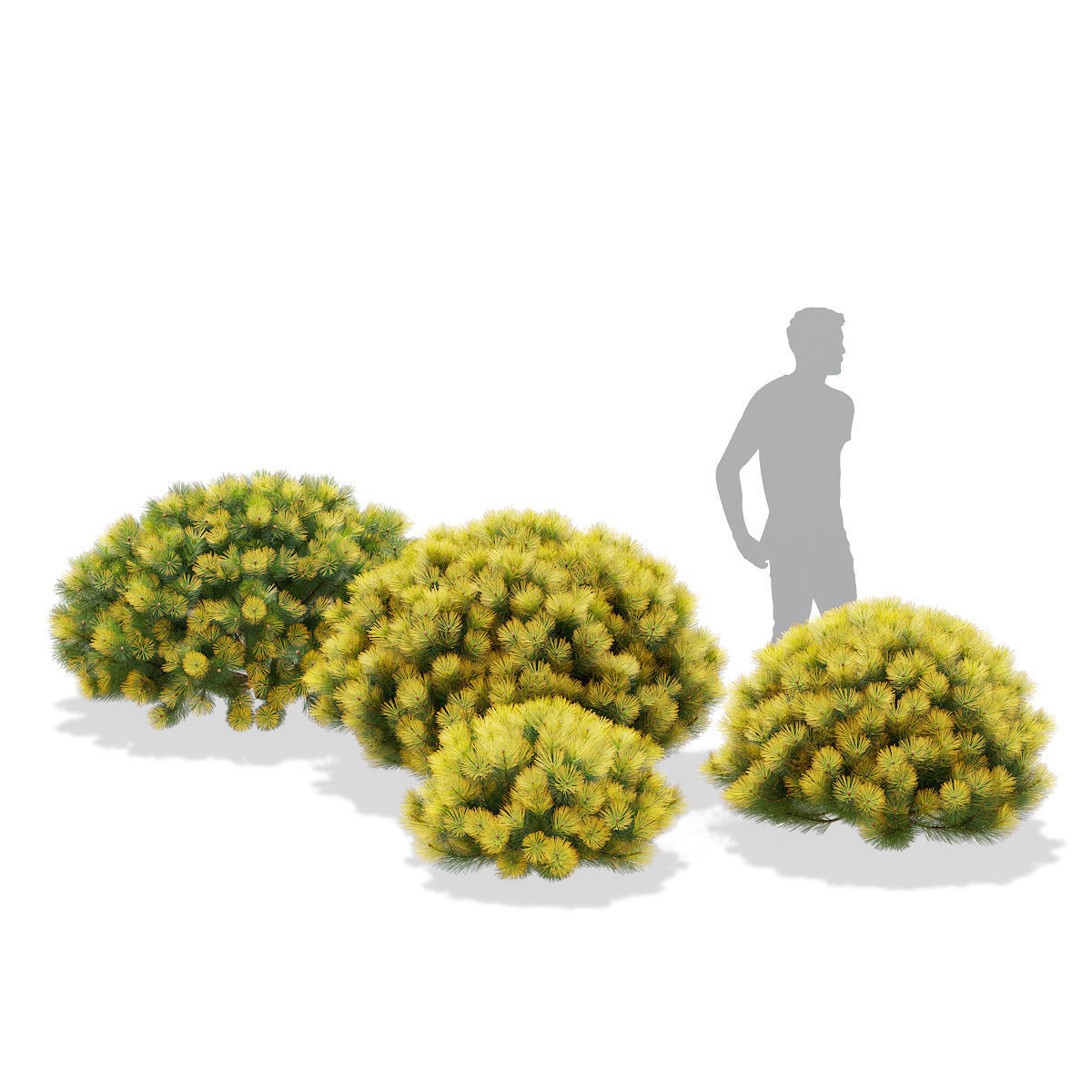 Pinus mugo bush 3D model_2