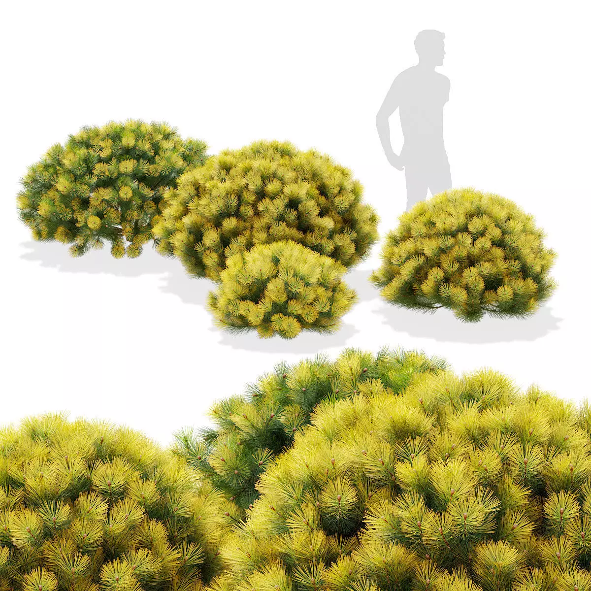 Pinus mugo bush 3D model_0