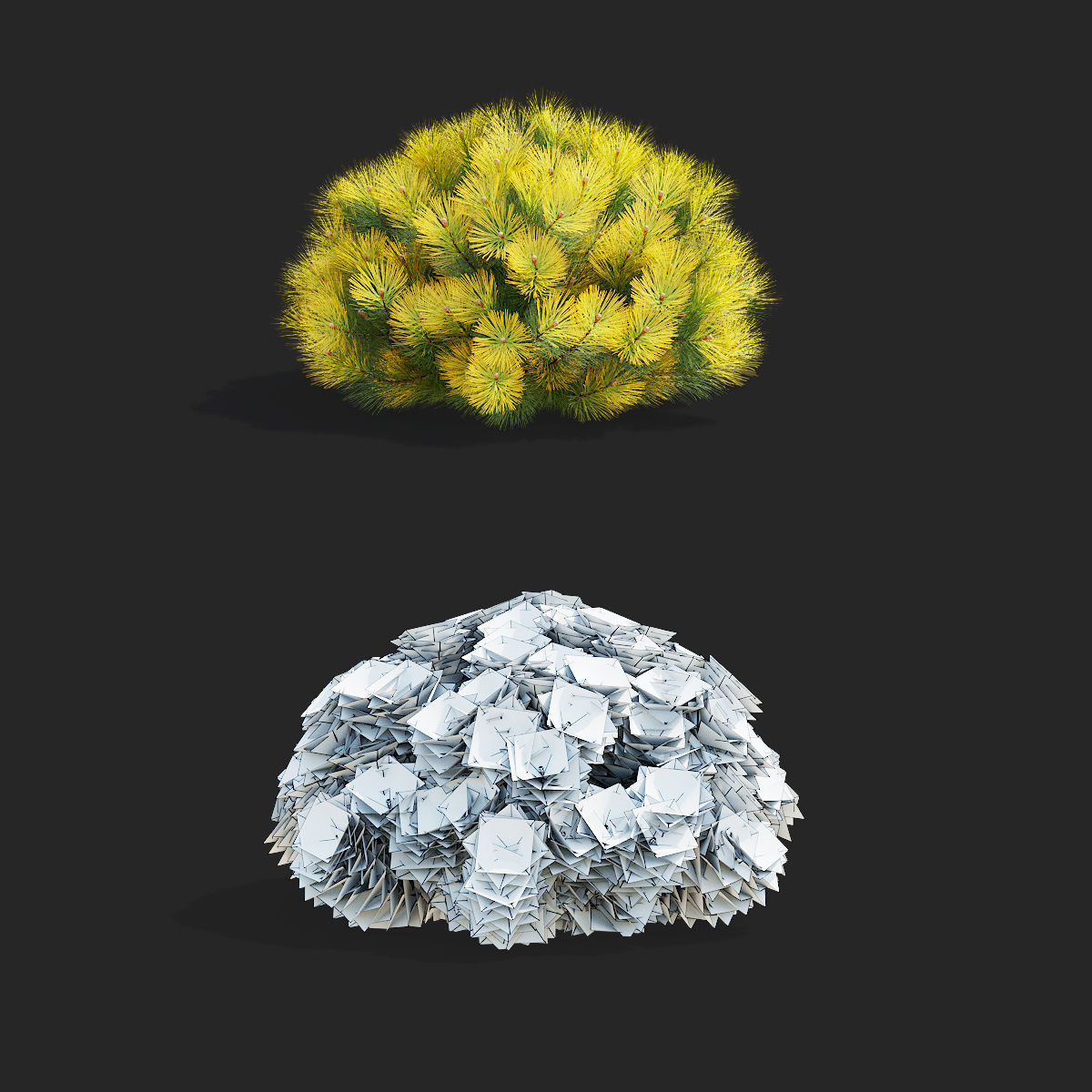 Pinus mugo bush 3D model_1