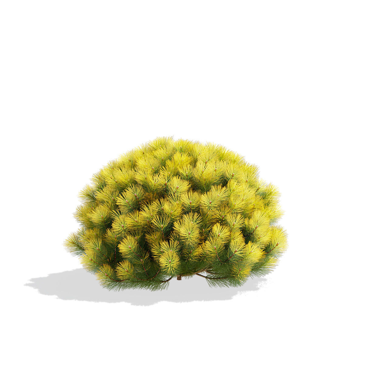 Pinus mugo bush 3D model_6