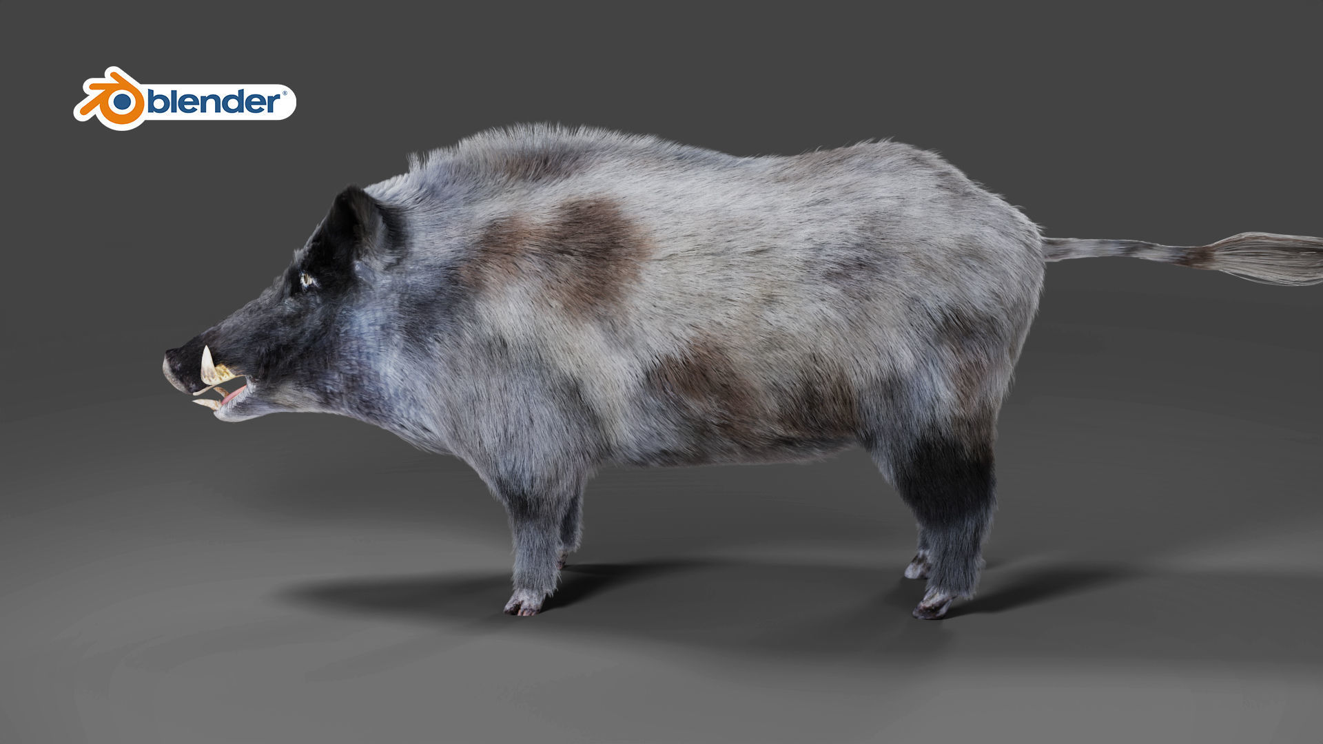 Fur Wild Boar V04 Rigged and Animation Low-poly 3D model_6