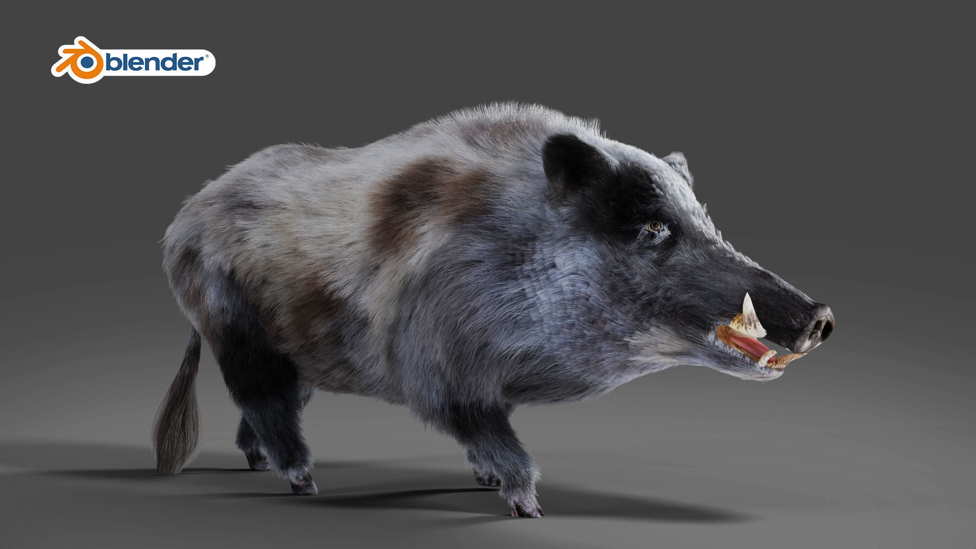 Fur Wild Boar V04 Rigged and Animation Low-poly 3D model_5