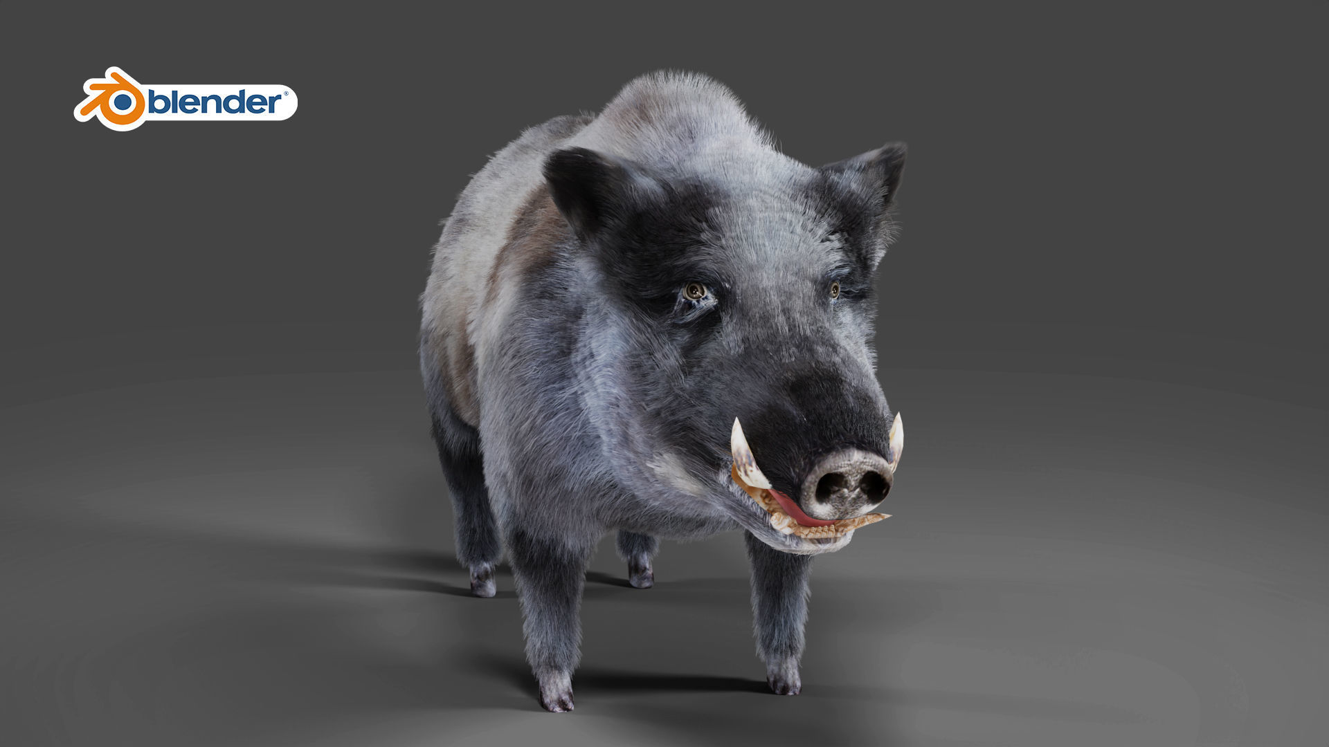 Fur Wild Boar V04 Rigged and Animation Low-poly 3D model_7