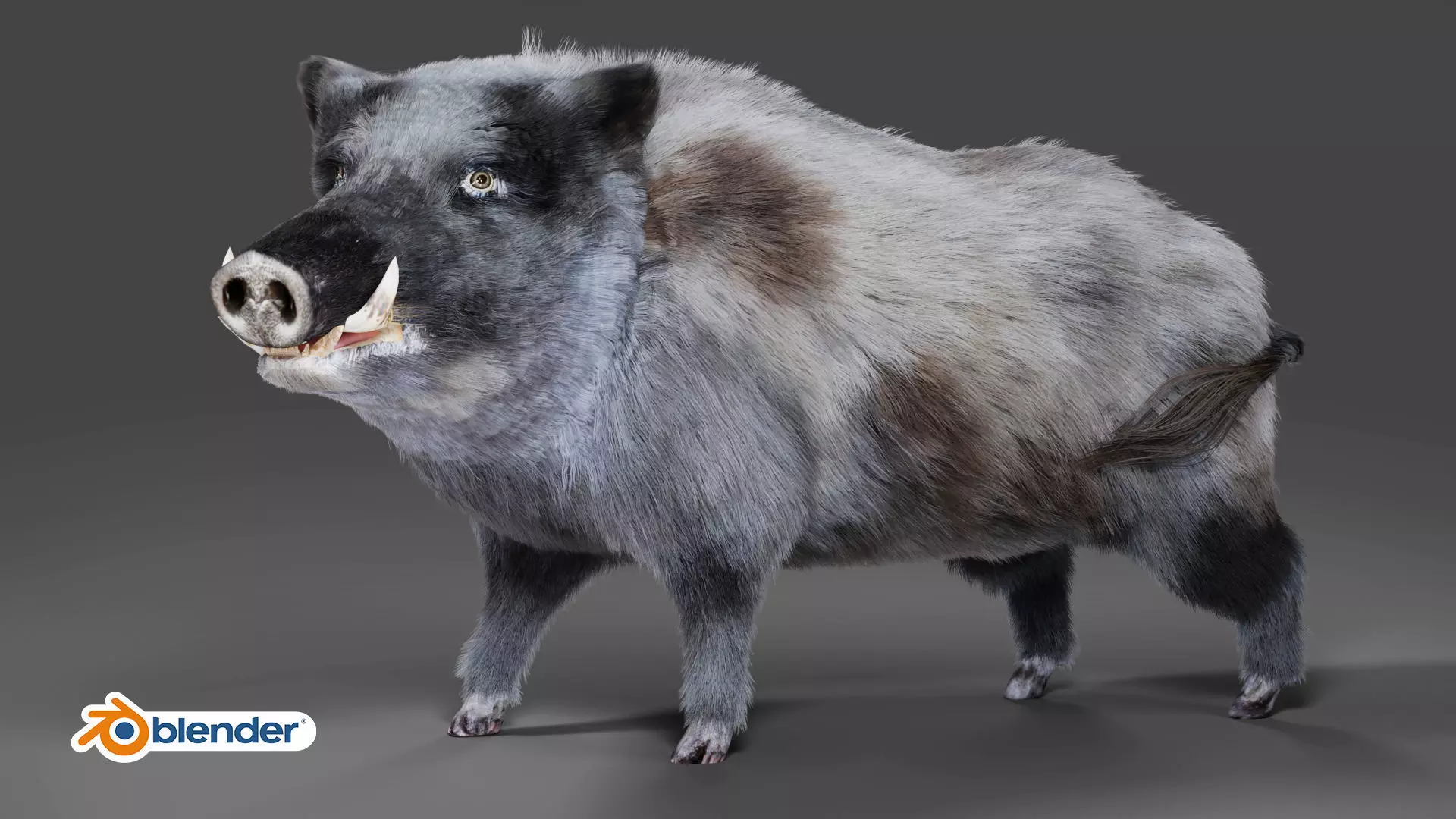 Fur Wild Boar V04 Rigged and Animation Low-poly 3D model_0