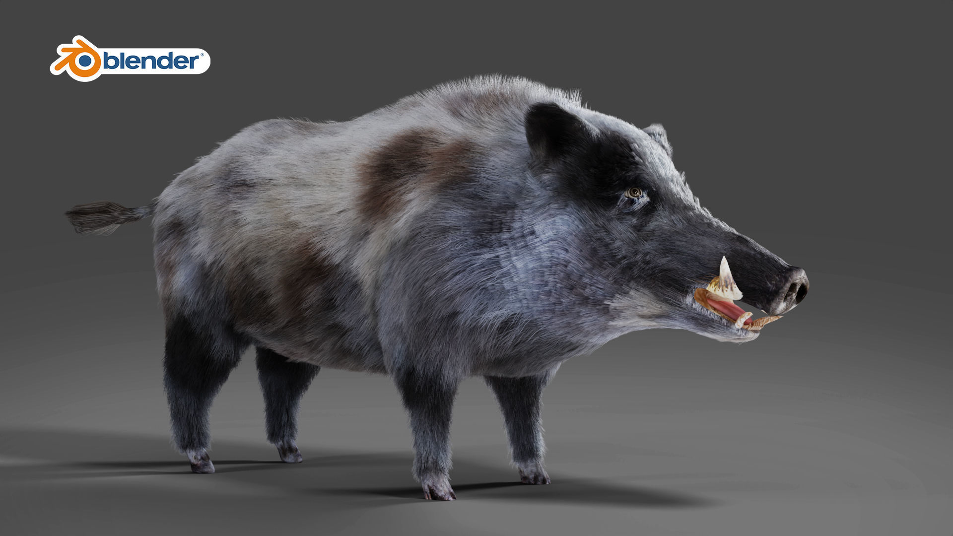 Fur Wild Boar V04 Rigged and Animation Low-poly 3D model_4