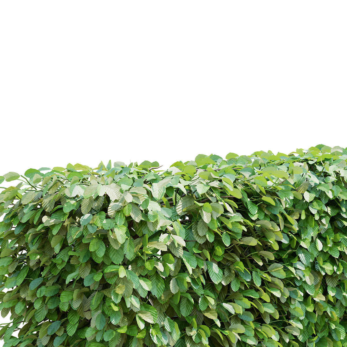 Fagus sylvatica hedge green 3D model_10