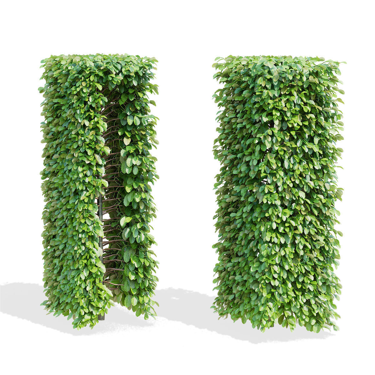 Fagus sylvatica hedge green 3D model_5