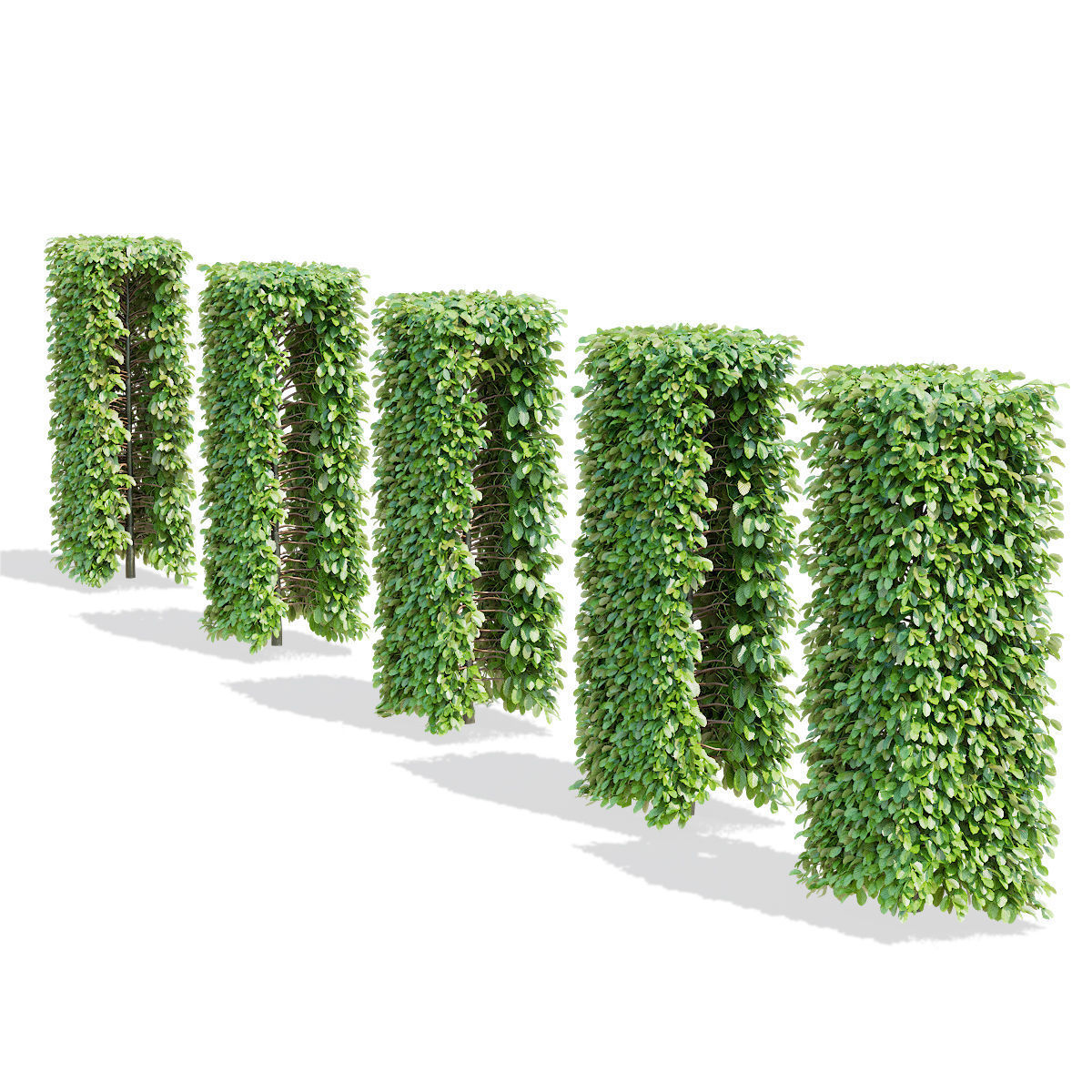Fagus sylvatica hedge green 3D model_4