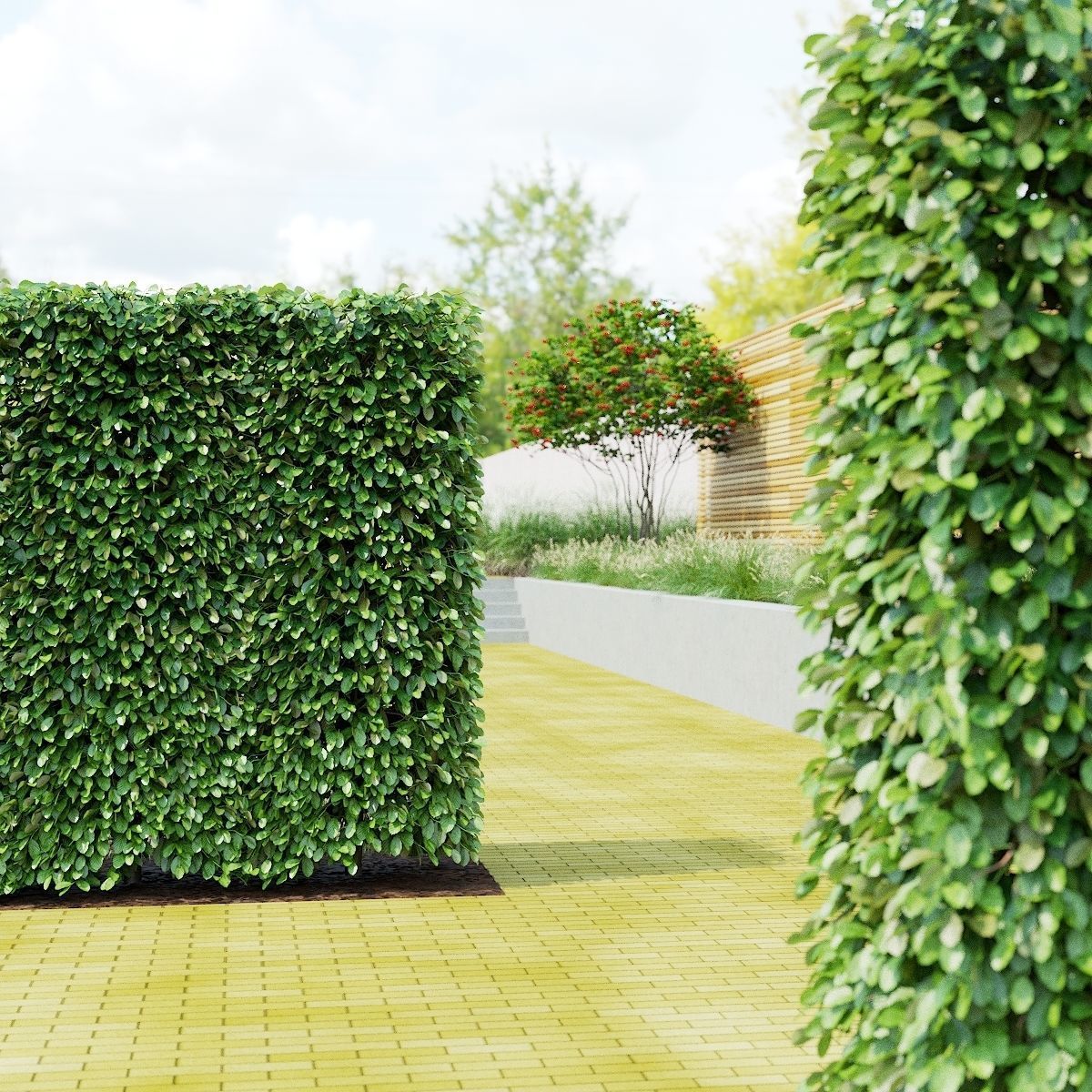 Fagus sylvatica hedge green 3D model_1