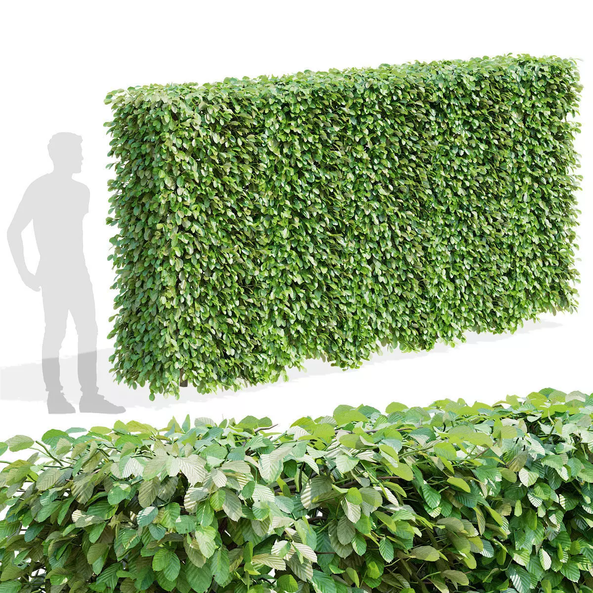Fagus sylvatica hedge green 3D model_0