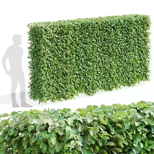 Fagus sylvatica hedge green 3D model