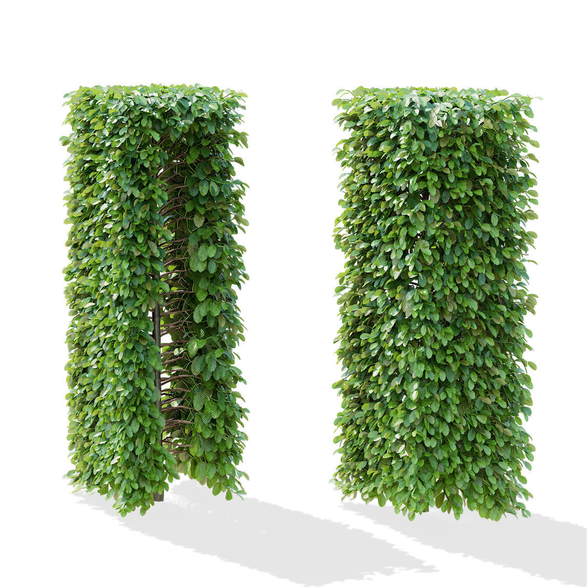Fagus sylvatica hedge green 3D model_8