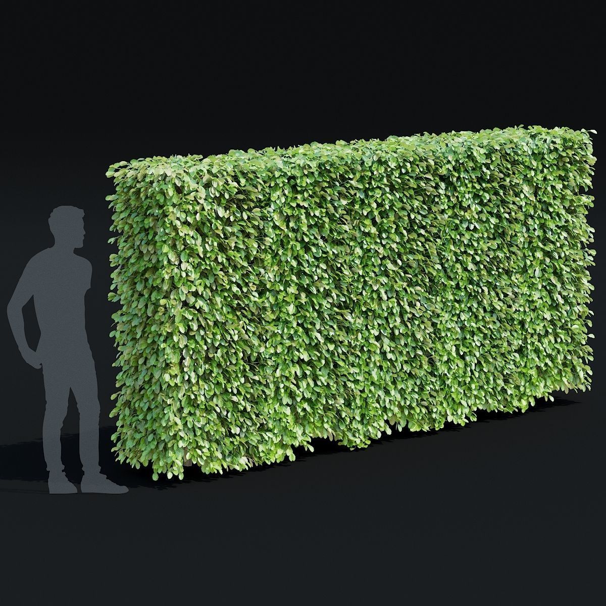 Fagus sylvatica hedge green 3D model_3