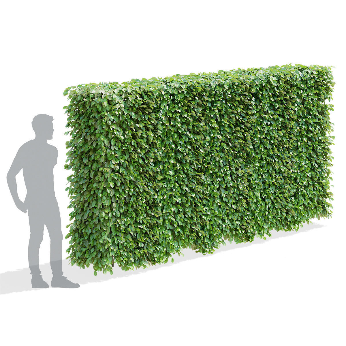 Fagus sylvatica hedge green 3D model_9