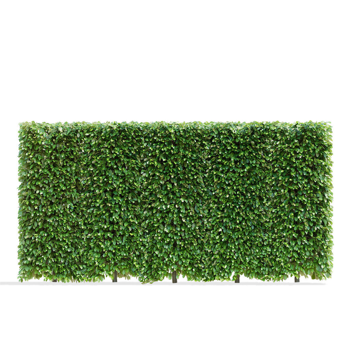 Fagus sylvatica hedge green 3D model_2