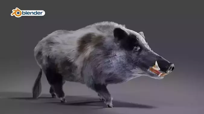 Fur Black Wild Boar Rigged V04 in Blender