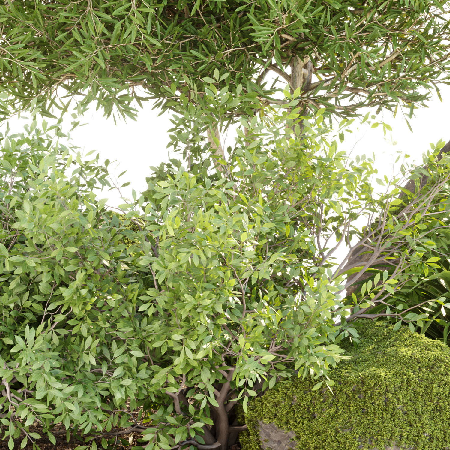 Garden plants set collection vol 161 3D model_3