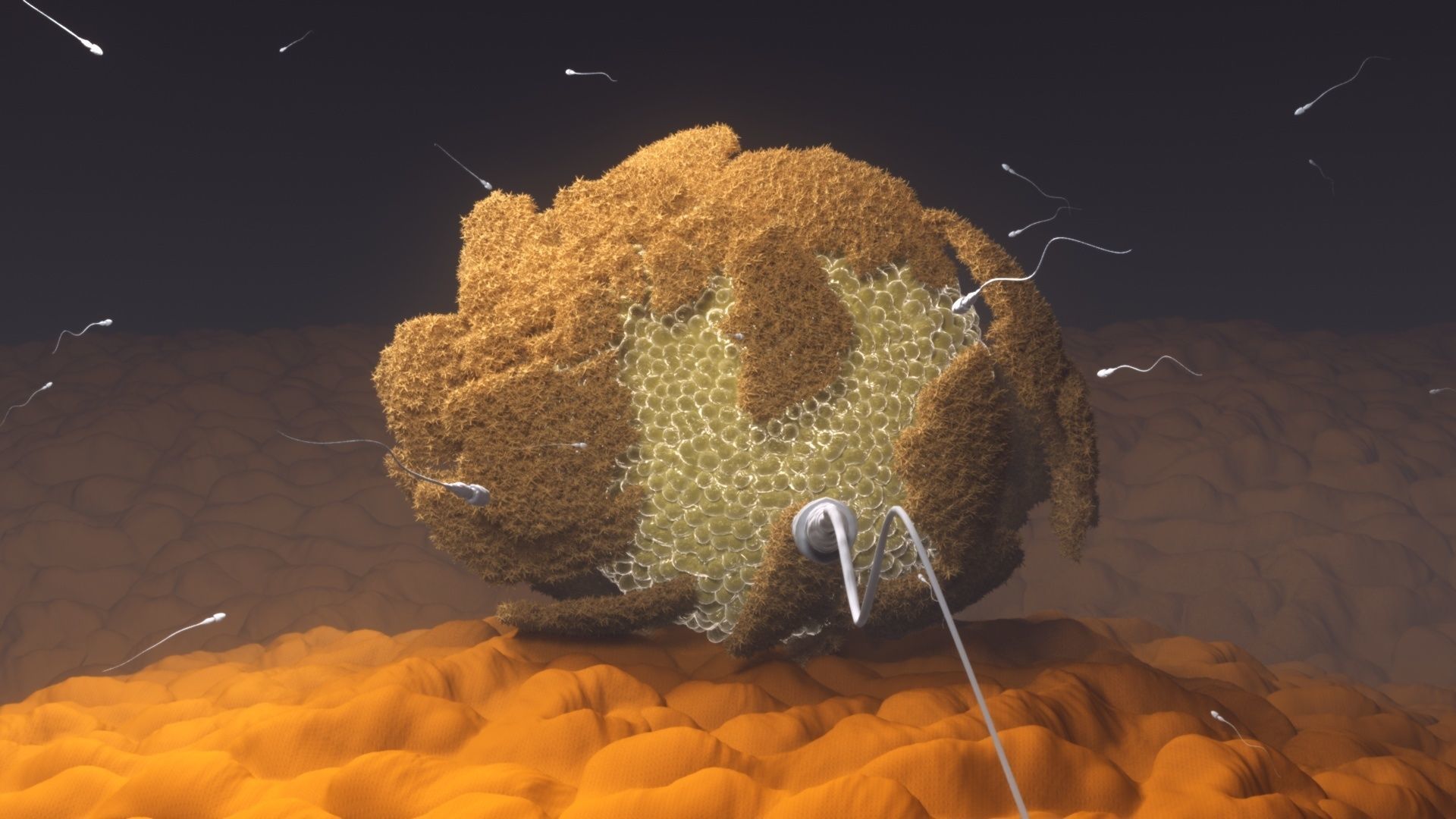 The process of egg fertilization 3D model_3