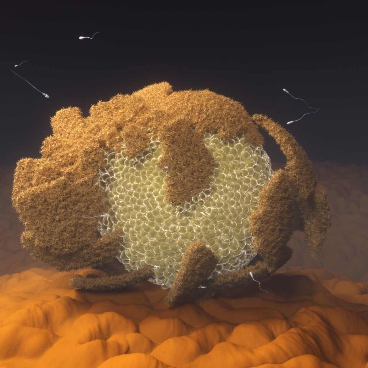 The process of egg fertilization 3D model_1