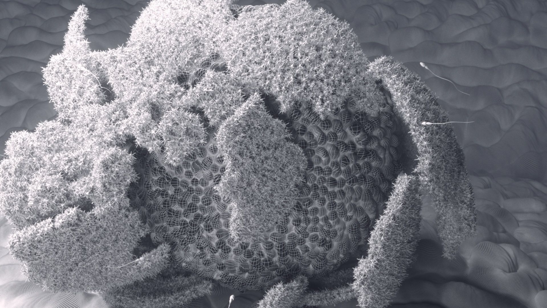 The process of egg fertilization 3D model_6