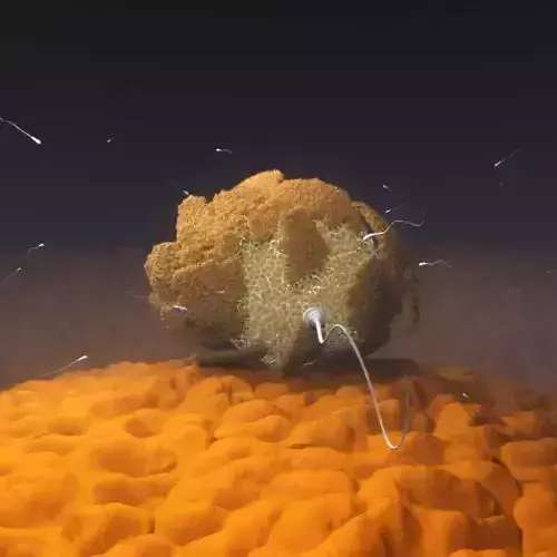 The process of egg fertilization 3D model