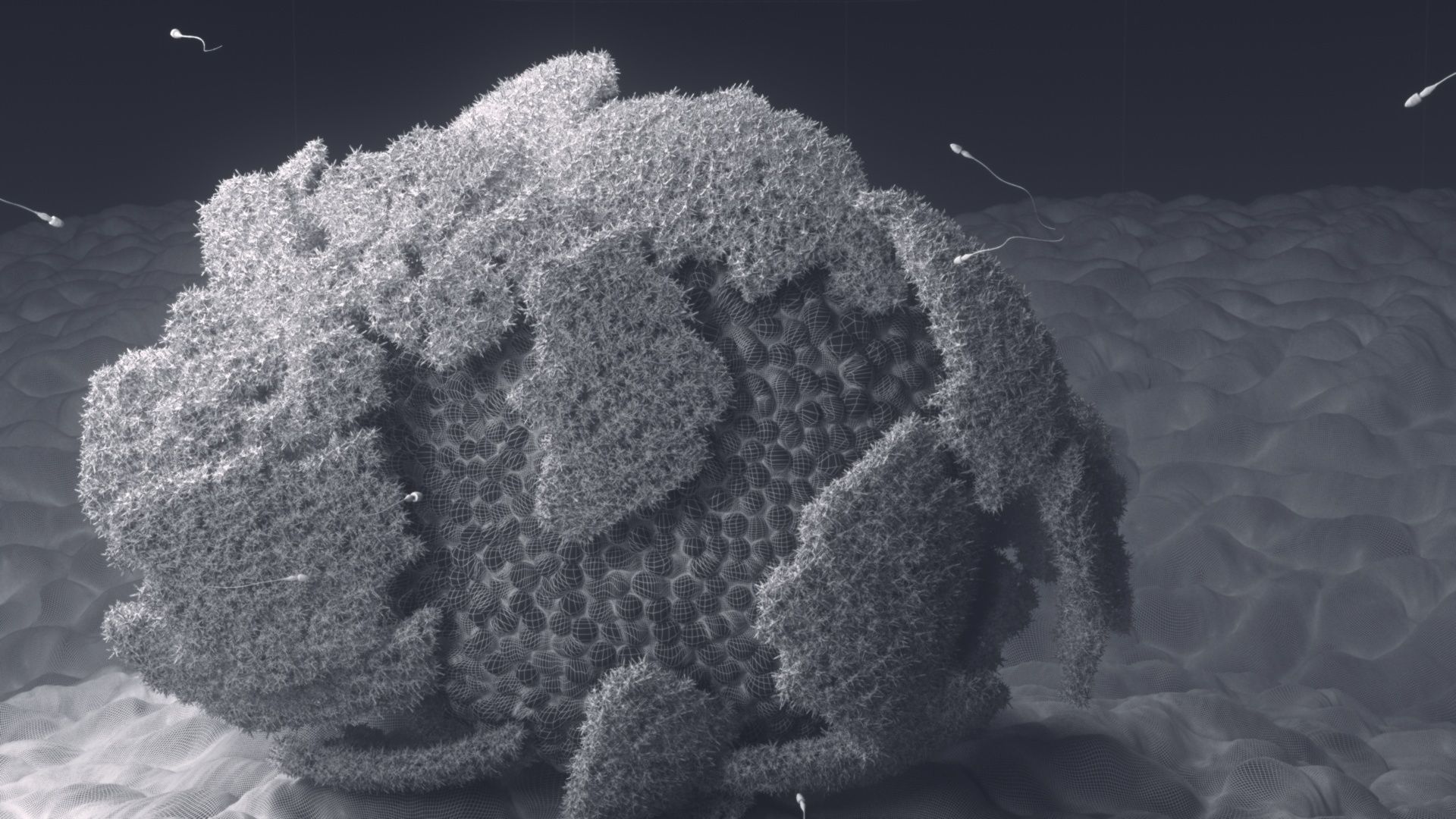 The process of egg fertilization 3D model_5