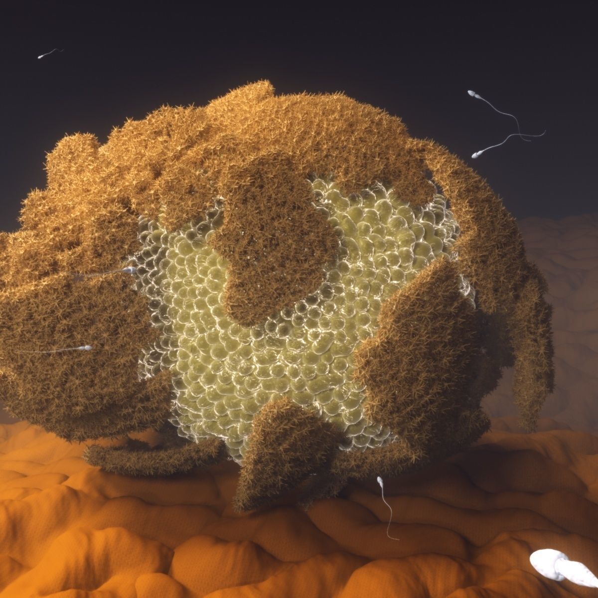 The process of egg fertilization 3D model_2