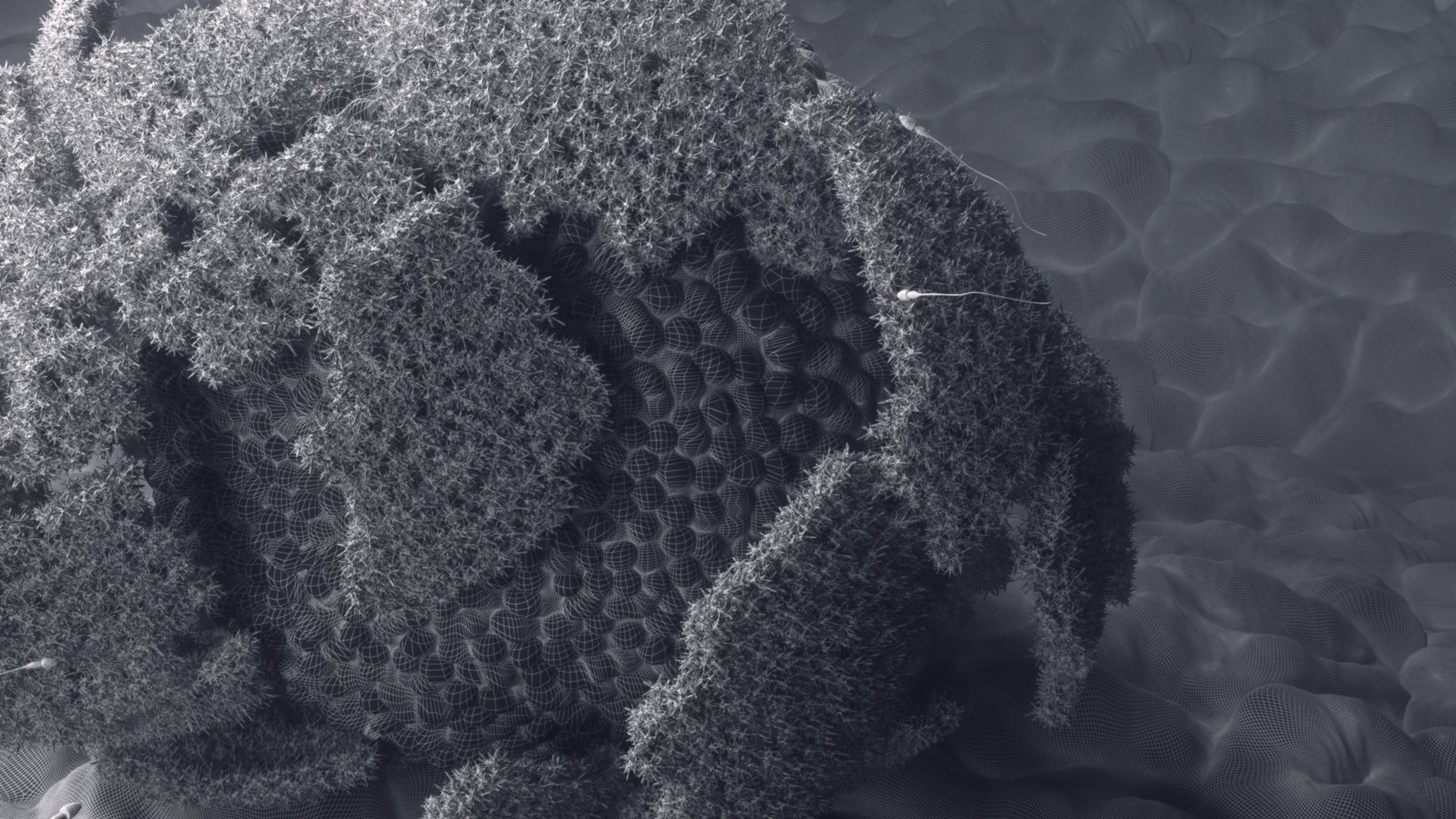 The process of egg fertilization 3D model_7