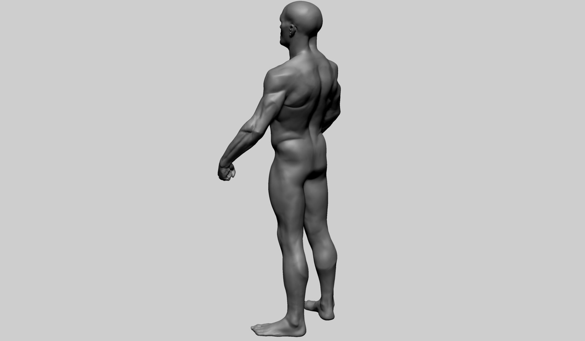 Male Anatomy 3D model_5