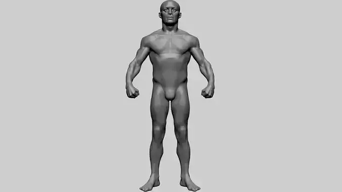 Male Anatomy 3D model