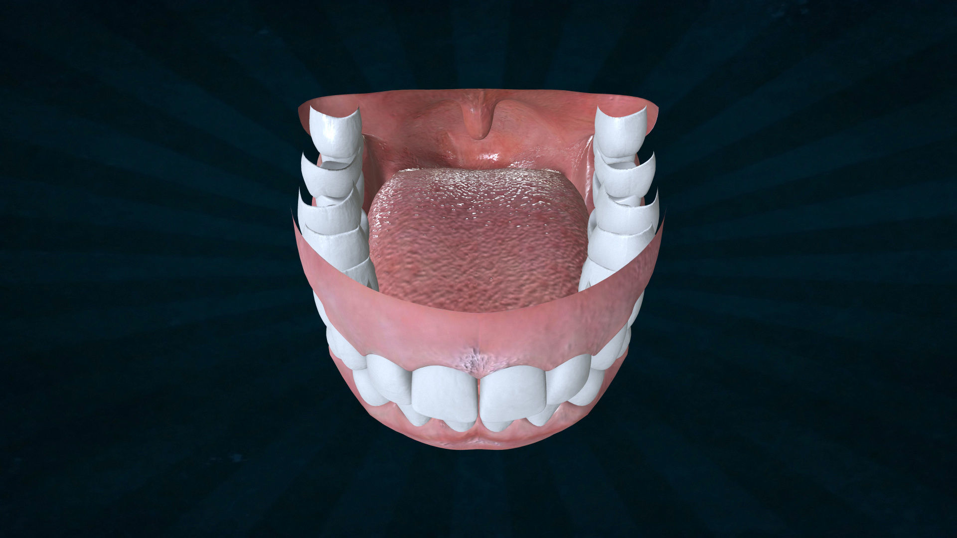 TETH-001 Rigged teeth 3D model_7