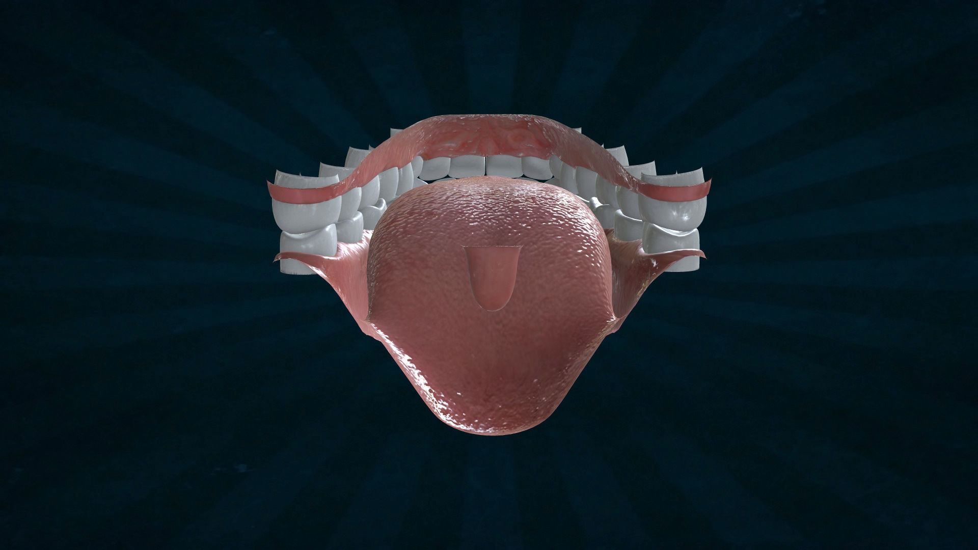 TETH-001 Rigged teeth 3D model_6