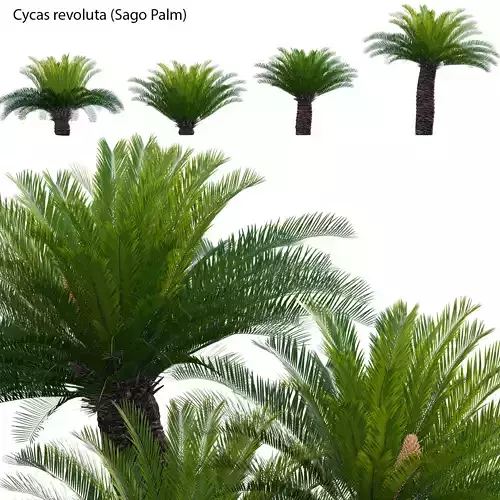 Cycas revoluta - Sago Palm