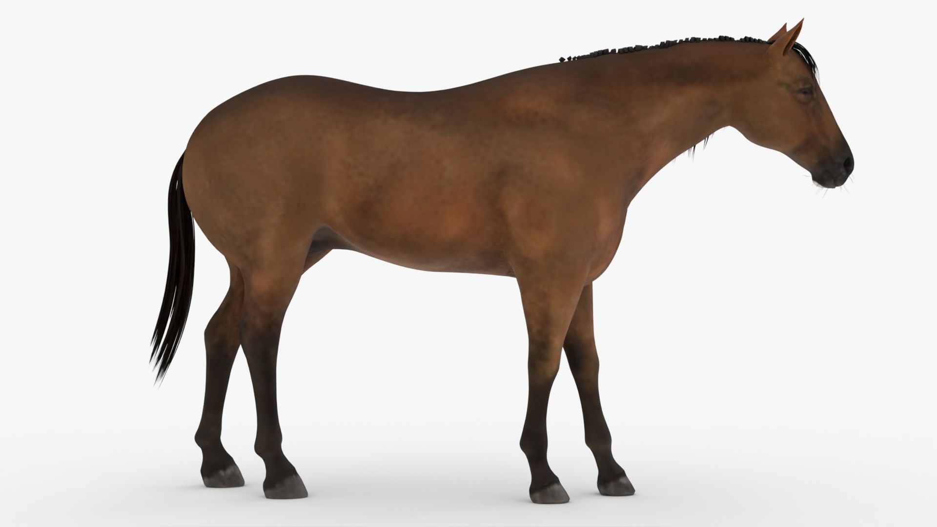 Lowpoly brown Horse Low-poly 3D model_3