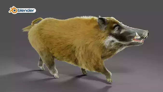 Fur Black Wild Boar Rigged V05 in Blender