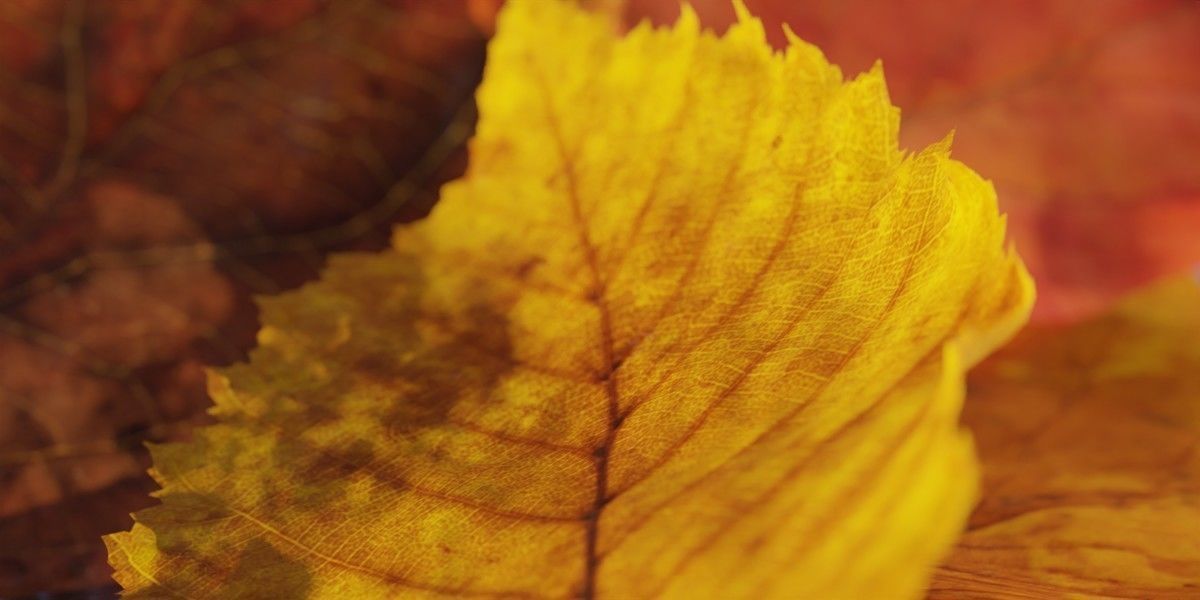 Autum Leavs - Photorealistic Wrinkled Leaves Low-poly 3D model_11