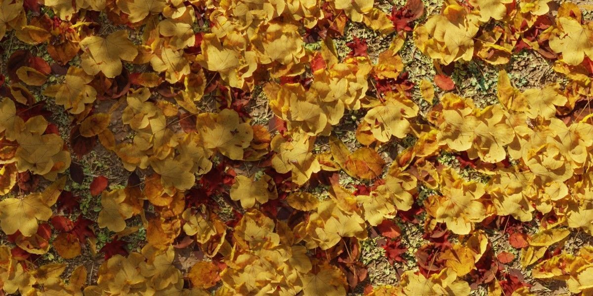 Autum Leavs - Photorealistic Wrinkled Leaves Low-poly 3D model_5