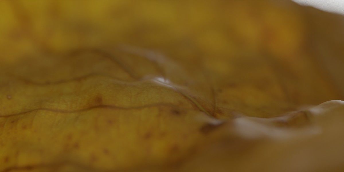 Autum Leavs - Photorealistic Wrinkled Leaves Low-poly 3D model_10