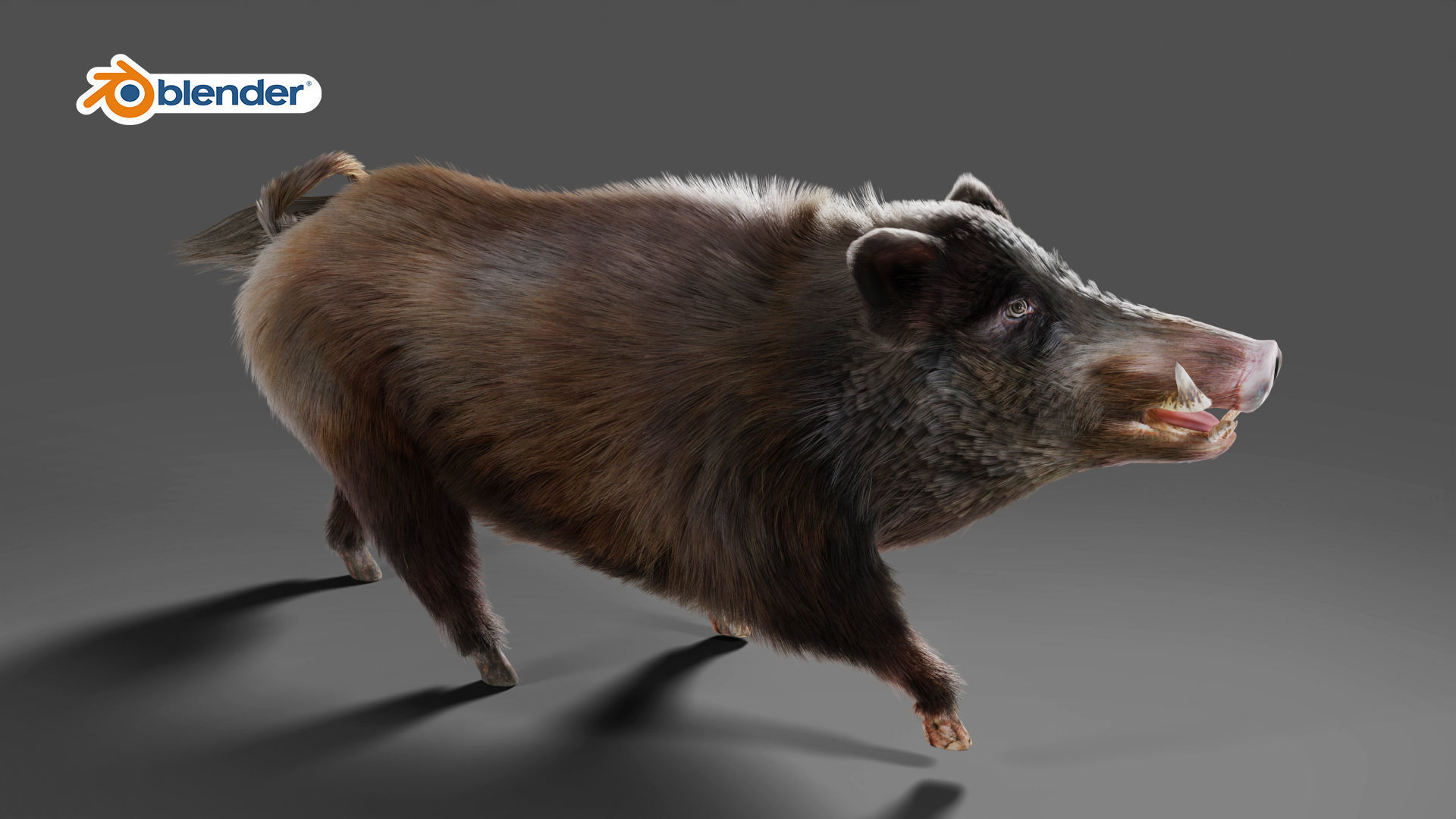 Fur Wild Boar V06 Rigged and Animation Low-poly 3D model_3