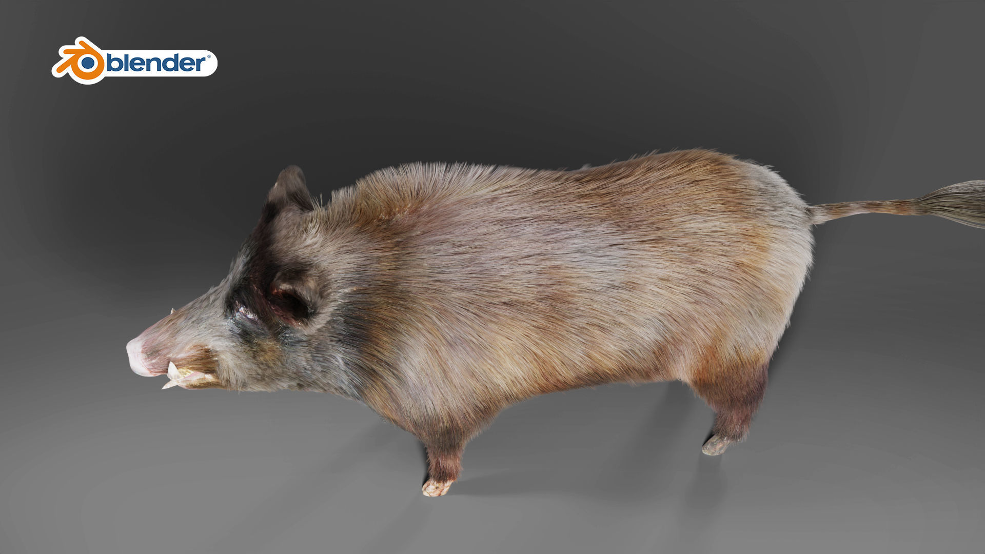 Fur Wild Boar V06 Rigged and Animation Low-poly 3D model_7