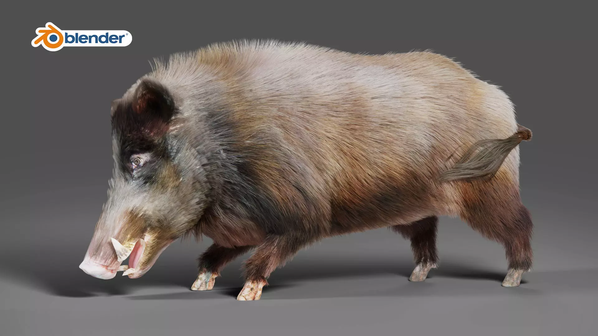 Fur Wild Boar V06 Rigged and Animation Low-poly 3D model_0