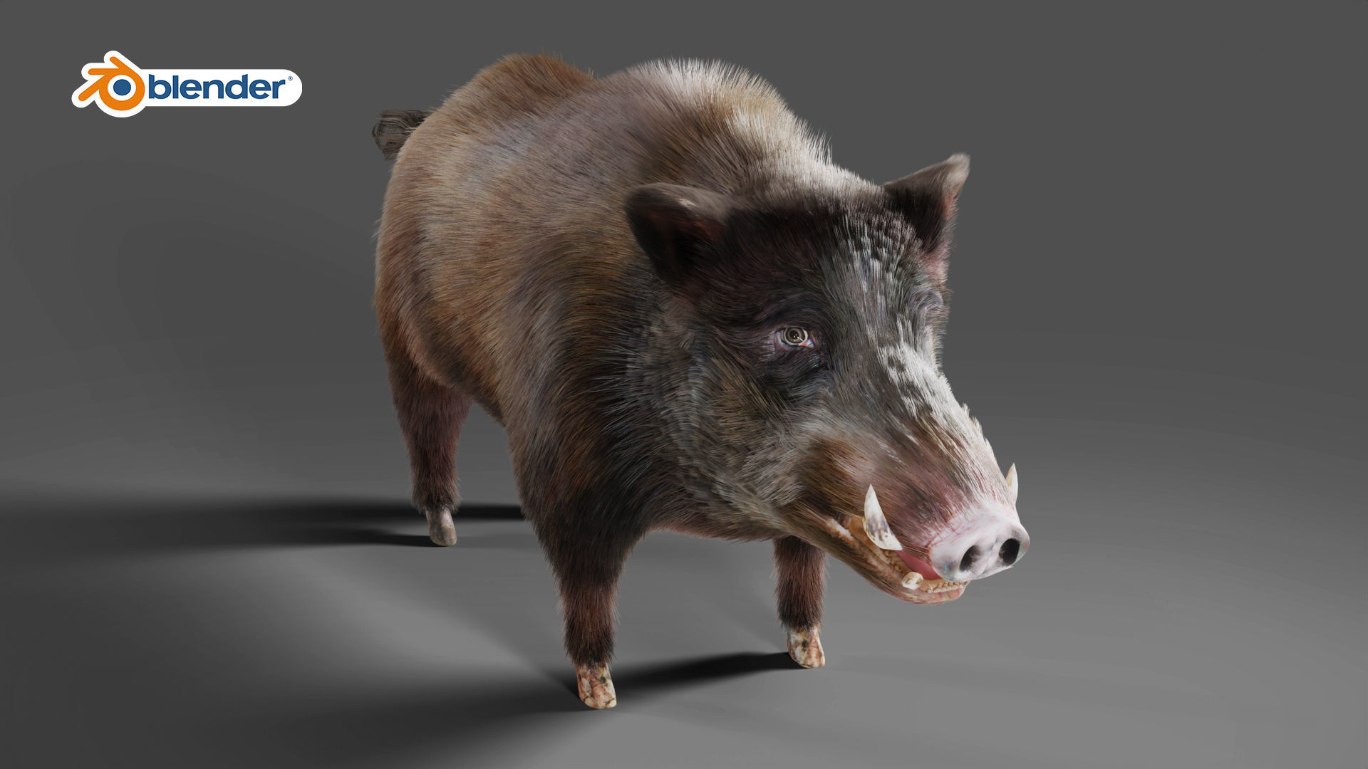 Fur Wild Boar V06 Rigged and Animation Low-poly 3D model_9
