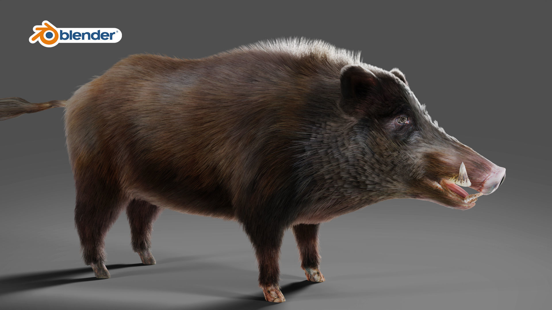 Fur Wild Boar V06 Rigged and Animation Low-poly 3D model_4