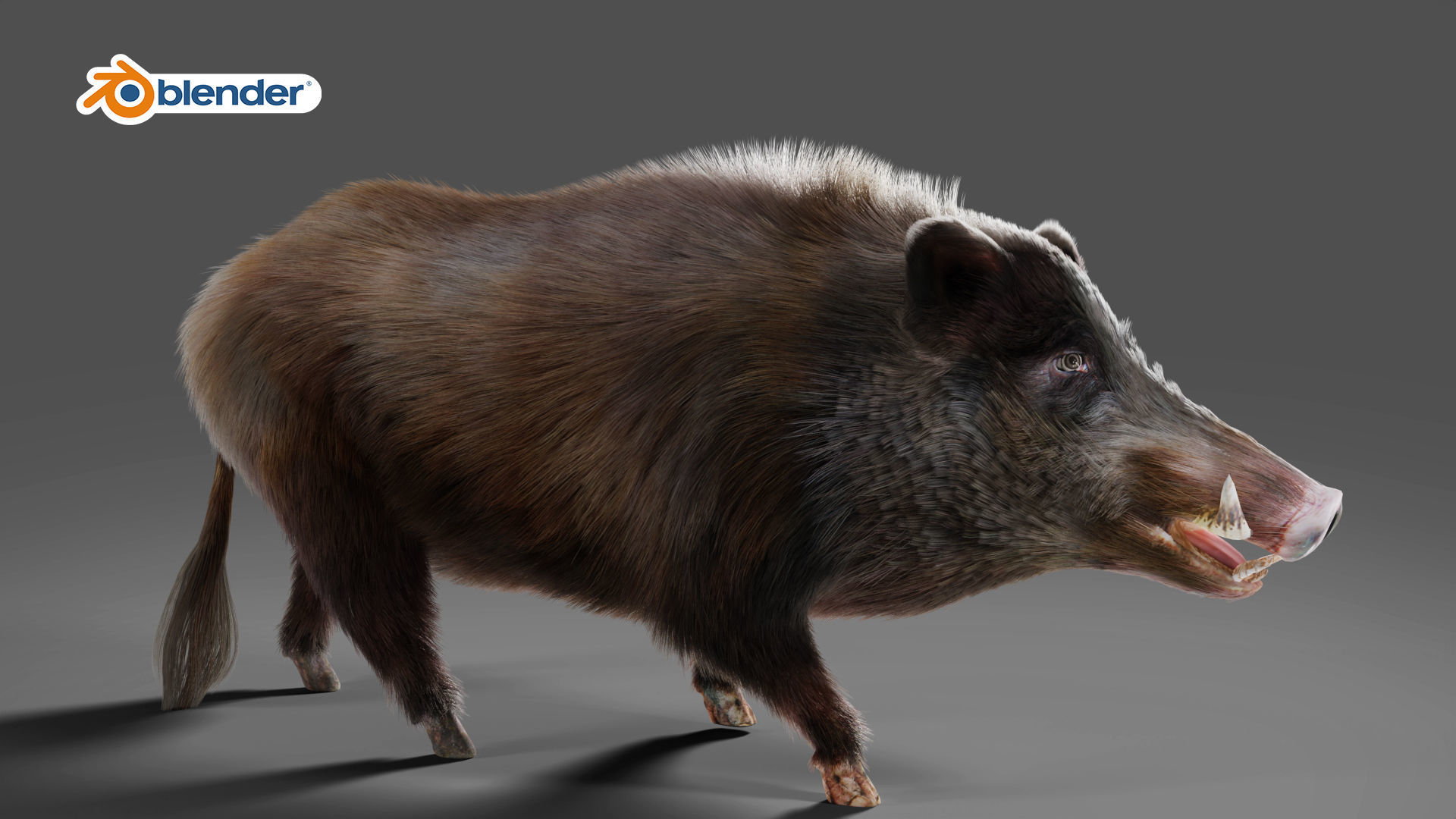 Fur Wild Boar V06 Rigged and Animation Low-poly 3D model_6